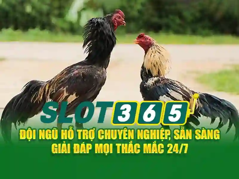 Slot365 ios – Tổng quan chủ đề và giá trị cốt lõi