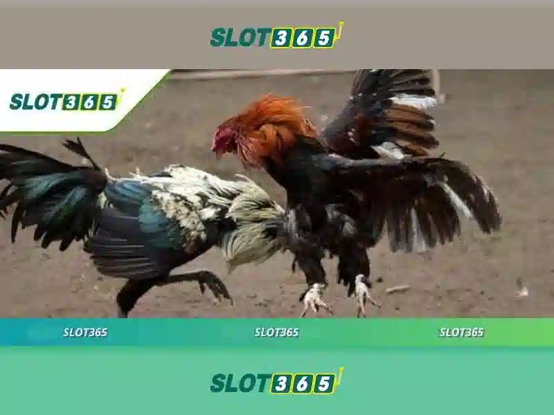 Giới thiệu về Slot365