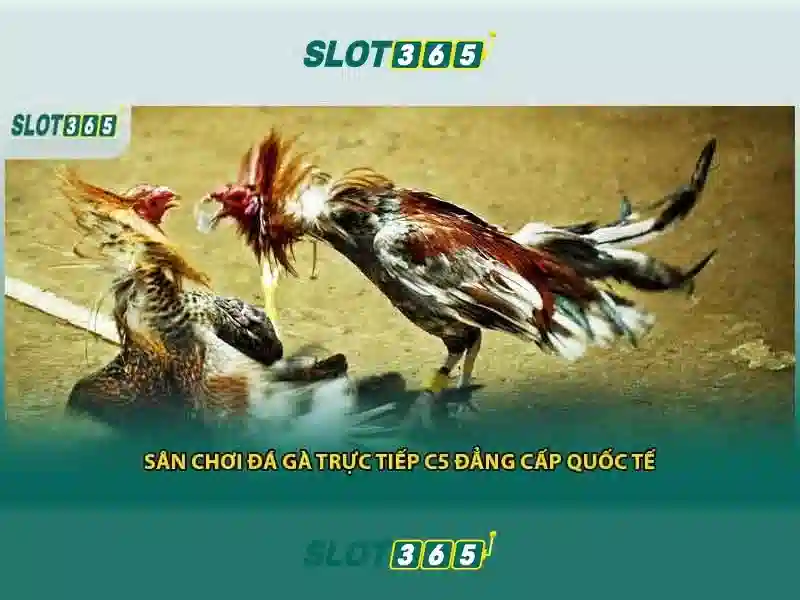 Slot365 – Nền tảng xổ số và trò chơi slots trực tuyến