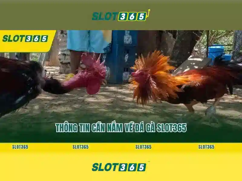 Slot365 - Trải nghiệm slot đỉnh cao